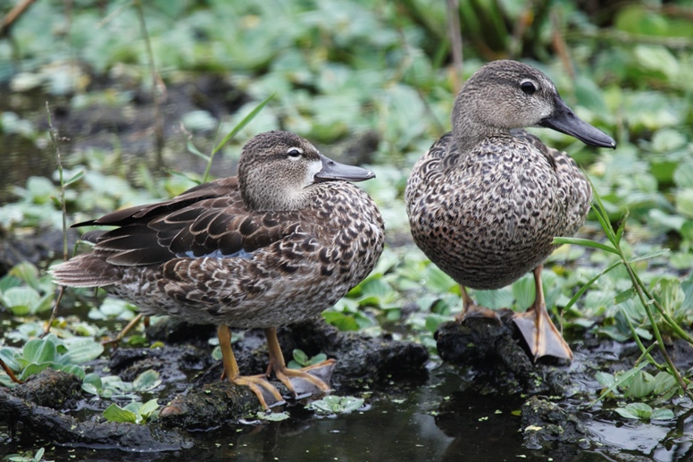 blue-winged teal